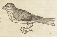 An illustration from Icones avivm omnivm (1560)