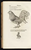 Picture 17 of 35 from Icones avivm omnivm (1560), leaf 57