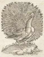 Picture 18 of 35 from Icones avivm omnivm (1560), leaf 58