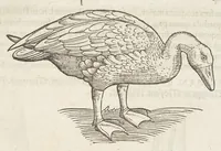 Picture 19 of 35 from Icones avivm omnivm (1560), leaf 76