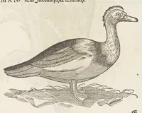 An illustration from Icones avivm omnivm (1560)