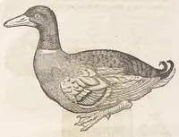 Picture 21 of 35 from Icones avivm omnivm (1560), leaf 78