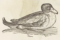 An illustration from Icones avivm omnivm (1560)