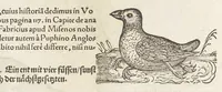 An illustration from Icones avivm omnivm (1560)