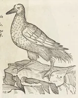 An illustration from Icones avivm omnivm (1560)