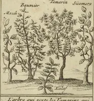 An illustration from Atlas historique, ou, Nouvelle introduction a l'histoire, à la chronologie & à la géographie ancienne & moderne : représentée dans de nouvelles cartes, où l'on remarque l'établissement des etats & empires du monde, leur durée, leur chûte, & leurs differens gouvernemens : la chronologie des consuls romains, des Papes, de empereurs, des rois & des princes, &c. qui ont été depuis le commencement du monde, jusqu'à présent : et la génealogie des maisons souveraines de l'Europe. (1720)
