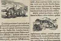 An illustration from Athanasii Kircheri è Soc. Jesu Arca Noë, in tres libros digesta : quorum I, De rebus quae ante diluvium : II, De iis, quae ipso diluvio ejusque duratione : III, De iis, quae post diluvium a Noëmo gesta sunt : quae omnia novâ methodo, nec non summa argumentorum varietate, explicantur & demonstrantur (1675)