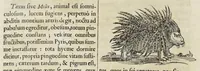 An illustration from Athanasii Kircheri è Soc. Jesu Arca Noë, in tres libros digesta : quorum I, De rebus quae ante diluvium : II, De iis, quae ipso diluvio ejusque duratione : III, De iis, quae post diluvium a Noëmo gesta sunt : quae omnia novâ methodo, nec non summa argumentorum varietate, explicantur & demonstrantur (1675)