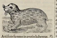 An illustration from Athanasii Kircheri è Soc. Jesu Arca Noë, in tres libros digesta : quorum I, De rebus quae ante diluvium : II, De iis, quae ipso diluvio ejusque duratione : III, De iis, quae post diluvium a Noëmo gesta sunt : quae omnia novâ methodo, nec non summa argumentorum varietate, explicantur & demonstrantur (1675)