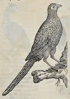 An illustration from Athanasii Kircheri è Soc. Jesu Arca Noë, in tres libros digesta : quorum I, De rebus quae ante diluvium : II, De iis, quae ipso diluvio ejusque duratione : III, De iis, quae post diluvium a Noëmo gesta sunt : quae omnia novâ methodo, nec non summa argumentorum varietate, explicantur & demonstrantur (1675)