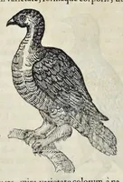 An illustration from Athanasii Kircheri è Soc. Jesu Arca Noë, in tres libros digesta : quorum I, De rebus quae ante diluvium : II, De iis, quae ipso diluvio ejusque duratione : III, De iis, quae post diluvium a Noëmo gesta sunt : quae omnia novâ methodo, nec non summa argumentorum varietate, explicantur & demonstrantur (1675)