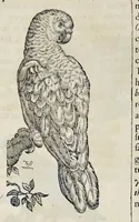 An illustration from Athanasii Kircheri è Soc. Jesu Arca Noë, in tres libros digesta : quorum I, De rebus quae ante diluvium : II, De iis, quae ipso diluvio ejusque duratione : III, De iis, quae post diluvium a Noëmo gesta sunt : quae omnia novâ methodo, nec non summa argumentorum varietate, explicantur & demonstrantur (1675)