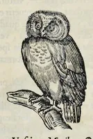 An illustration from Athanasii Kircheri è Soc. Jesu Arca Noë, in tres libros digesta : quorum I, De rebus quae ante diluvium : II, De iis, quae ipso diluvio ejusque duratione : III, De iis, quae post diluvium a Noëmo gesta sunt : quae omnia novâ methodo, nec non summa argumentorum varietate, explicantur & demonstrantur (1675)