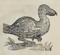 An illustration from Athanasii Kircheri è Soc. Jesu Arca Noë, in tres libros digesta : quorum I, De rebus quae ante diluvium : II, De iis, quae ipso diluvio ejusque duratione : III, De iis, quae post diluvium a Noëmo gesta sunt : quae omnia novâ methodo, nec non summa argumentorum varietate, explicantur & demonstrantur (1675)