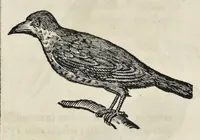 An illustration from Athanasii Kircheri è Soc. Jesu Arca Noë, in tres libros digesta : quorum I, De rebus quae ante diluvium : II, De iis, quae ipso diluvio ejusque duratione : III, De iis, quae post diluvium a Noëmo gesta sunt : quae omnia novâ methodo, nec non summa argumentorum varietate, explicantur & demonstrantur (1675)
