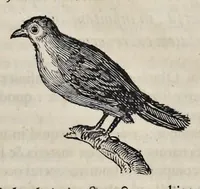 An illustration from Athanasii Kircheri è Soc. Jesu Arca Noë, in tres libros digesta : quorum I, De rebus quae ante diluvium : II, De iis, quae ipso diluvio ejusque duratione : III, De iis, quae post diluvium a Noëmo gesta sunt : quae omnia novâ methodo, nec non summa argumentorum varietate, explicantur & demonstrantur (1675)