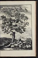 An illustration from Athanasii Kircheri è Soc. Jesu Arca Noë, in tres libros digesta : quorum I, De rebus quae ante diluvium : II, De iis, quae ipso diluvio ejusque duratione : III, De iis, quae post diluvium a Noëmo gesta sunt : quae omnia novâ methodo, nec non summa argumentorum varietate, explicantur & demonstrantur (1675)