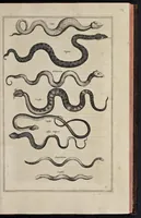 Picture 8 of 75 from Athanasii Kircheri è Soc. Jesu Arca Noë, in tres libros digesta : quorum I, De rebus quae ante diluvium : II, De iis, quae ipso diluvio ejusque duratione : III, De iis, quae post diluvium a Noëmo gesta sunt : quae omnia novâ methodo, nec non summa argumentorum varietate, explicantur & demonstrantur (1675), leaf 90