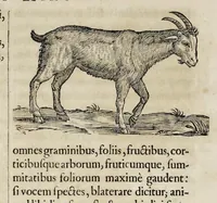 Picture 15 of 75 from Athanasii Kircheri è Soc. Jesu Arca Noë, in tres libros digesta : quorum I, De rebus quae ante diluvium : II, De iis, quae ipso diluvio ejusque duratione : III, De iis, quae post diluvium a Noëmo gesta sunt : quae omnia novâ methodo, nec non summa argumentorum varietate, explicantur & demonstrantur (1675), leaf 99