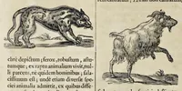 An illustration from Athanasii Kircheri è Soc. Jesu Arca Noë, in tres libros digesta : quorum I, De rebus quae ante diluvium : II, De iis, quae ipso diluvio ejusque duratione : III, De iis, quae post diluvium a Noëmo gesta sunt : quae omnia novâ methodo, nec non summa argumentorum varietate, explicantur & demonstrantur (1675)