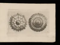 An illustration from Ein schön nützliches Zierathen Buch vor alle Künstler, als Goldtschmid, Bildthauer, Mahler, Ührmacher, Schlosser und andere, die sich der Kunst ergeben (1680)