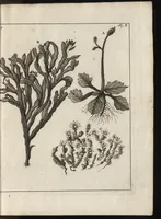 An illustration from De noordsche weereld : vertoond in twee nieuwe, aenmercklijcke, derwaerts gedaene reysen : d'eene, van de heer Martiniere door Norweegen, Lapland, Boranday, Siberien, Samojessie, Ys-land, Groenland en Nova-Zembla ... : dandre, van de Hamburger Frederick Martens, verright nae Spitsbergen of Groenland, in't jaer 1671 ... (1685)