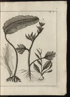 An illustration from De noordsche weereld : vertoond in twee nieuwe, aenmercklijcke, derwaerts gedaene reysen : d'eene, van de heer Martiniere door Norweegen, Lapland, Boranday, Siberien, Samojessie, Ys-land, Groenland en Nova-Zembla ... : dandre, van de Hamburger Frederick Martens, verright nae Spitsbergen of Groenland, in't jaer 1671 ... (1685)