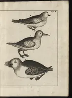 An illustration from De noordsche weereld : vertoond in twee nieuwe, aenmercklijcke, derwaerts gedaene reysen : d'eene, van de heer Martiniere door Norweegen, Lapland, Boranday, Siberien, Samojessie, Ys-land, Groenland en Nova-Zembla ... : dandre, van de Hamburger Frederick Martens, verright nae Spitsbergen of Groenland, in't jaer 1671 ... (1685)