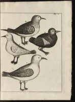 An illustration from De noordsche weereld : vertoond in twee nieuwe, aenmercklijcke, derwaerts gedaene reysen : d'eene, van de heer Martiniere door Norweegen, Lapland, Boranday, Siberien, Samojessie, Ys-land, Groenland en Nova-Zembla ... : dandre, van de Hamburger Frederick Martens, verright nae Spitsbergen of Groenland, in't jaer 1671 ... (1685)