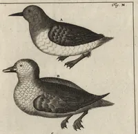An illustration from De noordsche weereld : vertoond in twee nieuwe, aenmercklijcke, derwaerts gedaene reysen : d'eene, van de heer Martiniere door Norweegen, Lapland, Boranday, Siberien, Samojessie, Ys-land, Groenland en Nova-Zembla ... : dandre, van de Hamburger Frederick Martens, verright nae Spitsbergen of Groenland, in't jaer 1671 ... (1685)