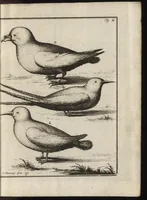 An illustration from De noordsche weereld : vertoond in twee nieuwe, aenmercklijcke, derwaerts gedaene reysen : d'eene, van de heer Martiniere door Norweegen, Lapland, Boranday, Siberien, Samojessie, Ys-land, Groenland en Nova-Zembla ... : dandre, van de Hamburger Frederick Martens, verright nae Spitsbergen of Groenland, in't jaer 1671 ... (1685)
