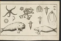 An illustration from De noordsche weereld : vertoond in twee nieuwe, aenmercklijcke, derwaerts gedaene reysen : d'eene, van de heer Martiniere door Norweegen, Lapland, Boranday, Siberien, Samojessie, Ys-land, Groenland en Nova-Zembla ... : dandre, van de Hamburger Frederick Martens, verright nae Spitsbergen of Groenland, in't jaer 1671 ... (1685)
