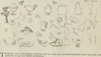Picture 3 of 54 from The principles of drawing, or, An easy and familiar method for the improvement of youth in the practice of that useful art : being a compleat drawing book, containing a curious collection of examples in all the variety of cases, as the several parts of the human body, whole figures, landskips, cattle, &c. curiously engraved on copper-plates, after the designs of Albert Durer, Abrah. Bloemart, Carlo Morac, Le Clerc, Hollar, and other great masters : to which is prefix'd an introduction to drawing ... (1764), leaf 11