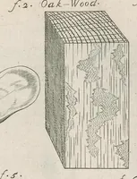 Picture 2 of 48 from The anatomy of plants : with, An idea of a philosophical history of plants, and several other lectures (1682), leaf 386