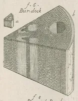 Picture 3 of 48 from The anatomy of plants : with, An idea of a philosophical history of plants, and several other lectures (1682), leaf 386