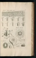 An illustration from The anatomy of plants : with, An idea of a philosophical history of plants, and several other lectures (1682)