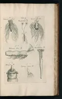 An illustration from The anatomy of plants : with, An idea of a philosophical history of plants, and several other lectures (1682)