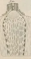 Picture 6 of 48 from The anatomy of plants : with, An idea of a philosophical history of plants, and several other lectures (1682), leaf 392