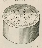 Picture 7 of 48 from The anatomy of plants : with, An idea of a philosophical history of plants, and several other lectures (1682), leaf 394