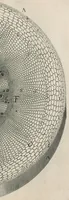 An illustration from The anatomy of plants : with, An idea of a philosophical history of plants, and several other lectures (1682)