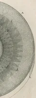 Picture 11 of 48 from The anatomy of plants : with, An idea of a philosophical history of plants, and several other lectures (1682), leaf 414