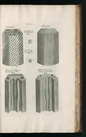 An illustration from The anatomy of plants : with, An idea of a philosophical history of plants, and several other lectures (1682)