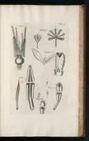 An illustration from The anatomy of plants : with, An idea of a philosophical history of plants, and several other lectures (1682)