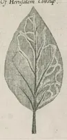 Picture 27 of 48 from The anatomy of plants : with, An idea of a philosophical history of plants, and several other lectures (1682), leaf 474