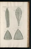 An illustration from The anatomy of plants : with, An idea of a philosophical history of plants, and several other lectures (1682)