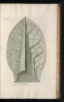 Picture 30 of 48 from The anatomy of plants : with, An idea of a philosophical history of plants, and several other lectures (1682), leaf 488