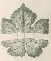 Picture 31 of 48 from The anatomy of plants : with, An idea of a philosophical history of plants, and several other lectures (1682), leaf 490
