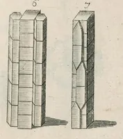 An illustration from The anatomy of plants : with, An idea of a philosophical history of plants, and several other lectures (1682)