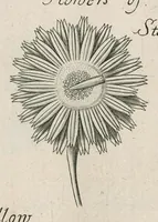 Picture 34 of 48 from The anatomy of plants : with, An idea of a philosophical history of plants, and several other lectures (1682), leaf 496