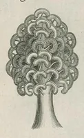 Picture 35 of 48 from The anatomy of plants : with, An idea of a philosophical history of plants, and several other lectures (1682), leaf 504